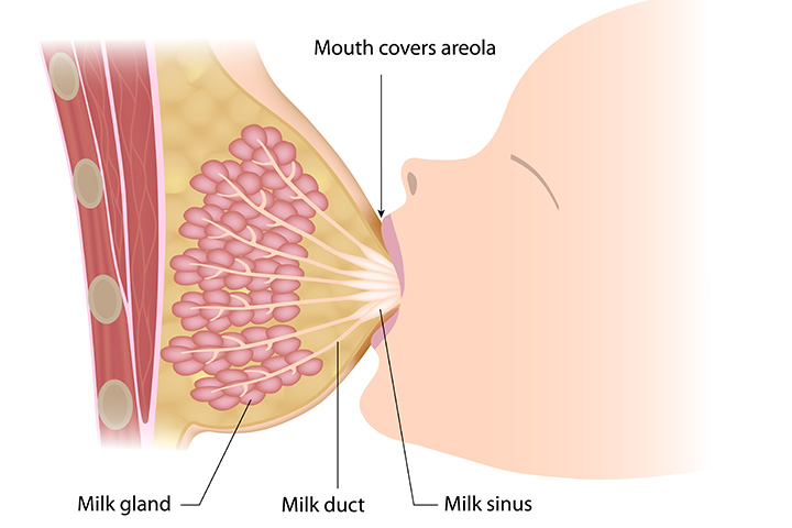 men breast milk produce do