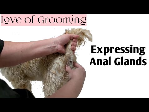 to how glands anal squeeze