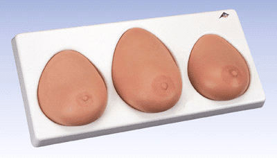 anatomical models breast exam