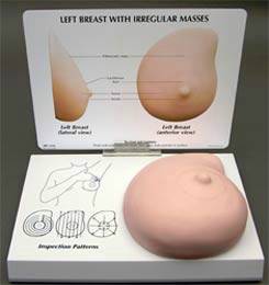 anatomical models breast exam