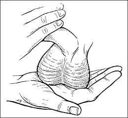 instructions for cock ring