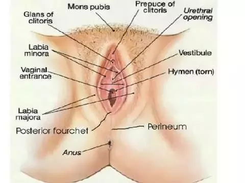 penis vagina caressing my