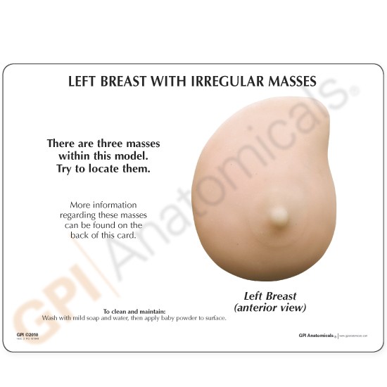 anatomical breast exam models